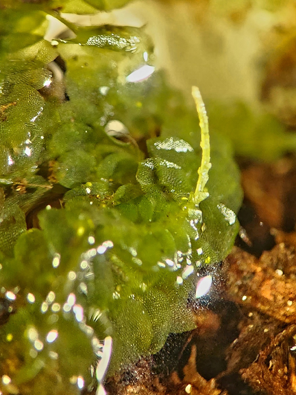Calypogeia neogaea